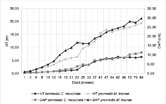 Figura 1. Comparación de la altura total (HT) y el diámetro de la altura del pecho (DAP) en C. moschata y M. trianae.