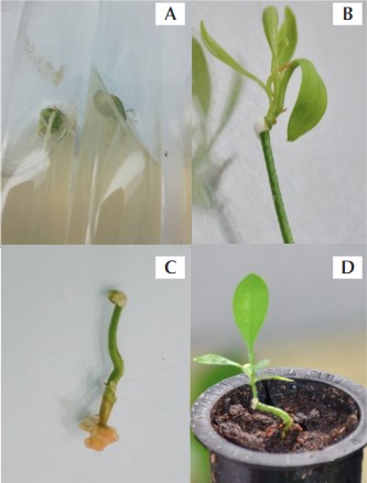 Figure 1.In vitro micrografting of citrus plants. A = In vitro germinated seeds, B = Micrografted plant of Valencia Orange, C =
Overgrowth of callus tissue at the decapita- ted surface of rootstock, D =
Micrografted plant adapted to ex vitro conditions.