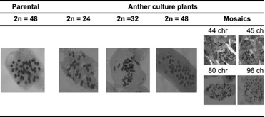 Figure 2. Karyotype of parental and anther culture-derived plants.