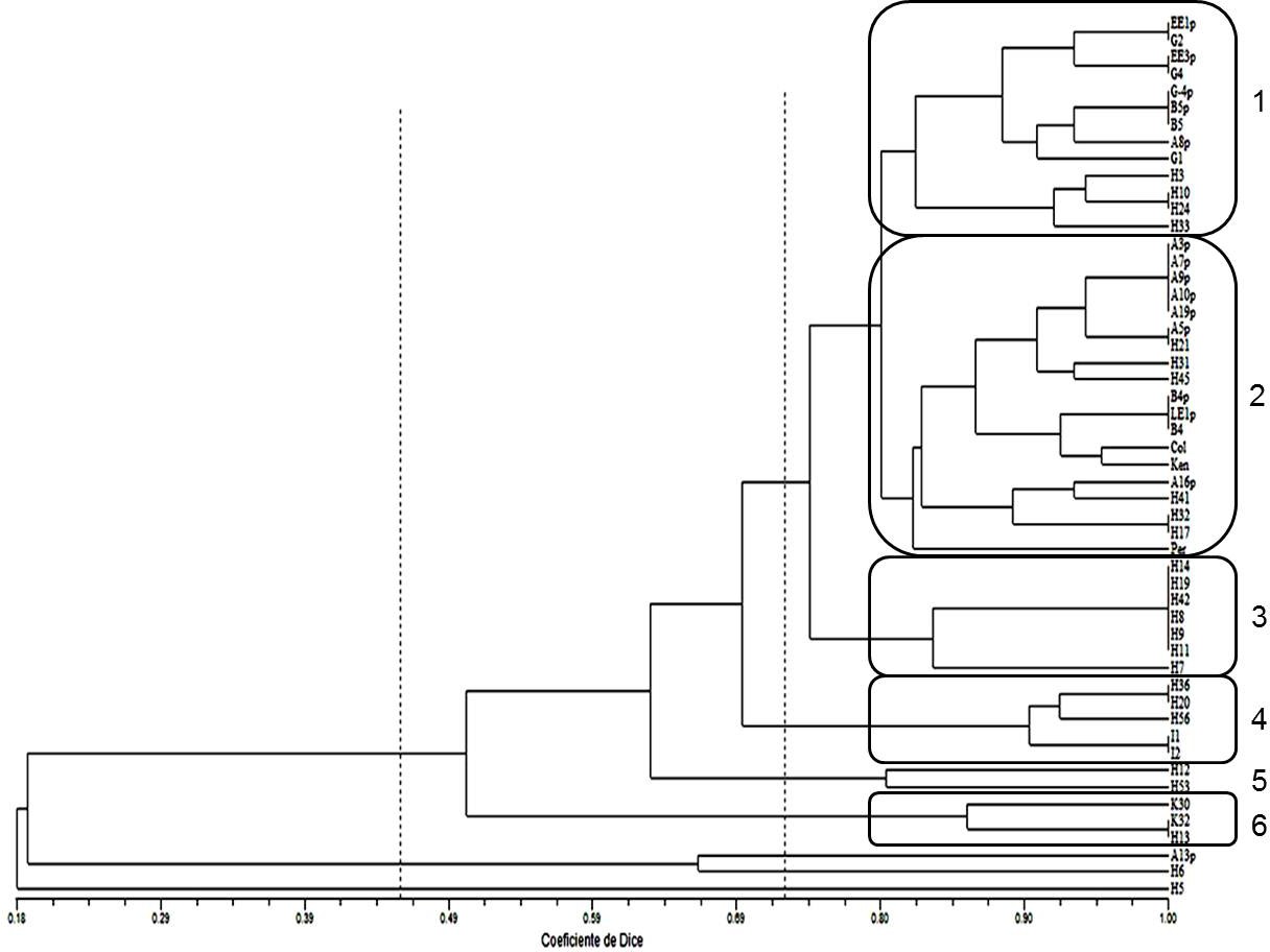 Figure 4. Dendrogram of genetic similarity (Dice and UPGMA coefficient).